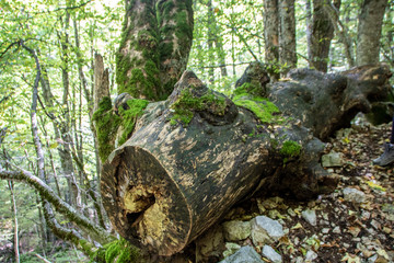 woods in abruzzo national park , italy