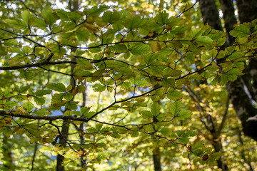 Beech woods