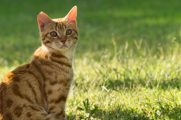 Naklejka na ściany i meble Beautiful cat sitting in grass.