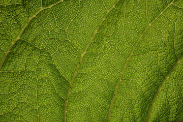 Fototapeta na wymiar Natural wallpaper, organic background , texture of a big leaf, close-up surface leaf pattern.