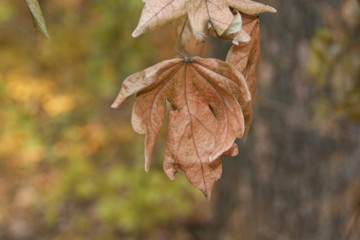 Autumn leaves on the tree have dried.