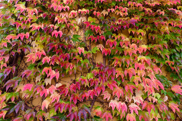 Maple leaves change color and fall off trees in autumn, Autumn Leaves Background
