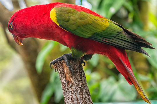 Rainbow lorikeet in Birdworld, Kuranda, Queensland, Australia