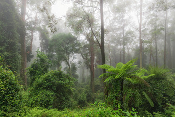 Fototapeta na wymiar Morning Mist at Tapin Tops National Park, New South Wales, Australia