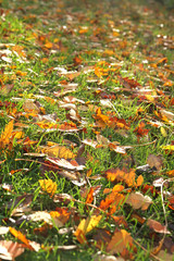 Herbstlaub auf einer grünen Wiese