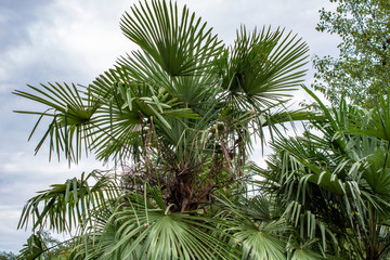 Subtropical tree with long narrow and sharp leaves in Sochi
