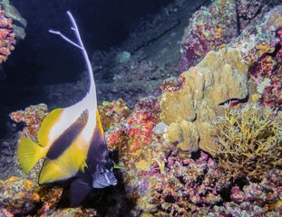 Fototapeta na wymiar Red Sea Bannerfish (Heniochus intermedius)
