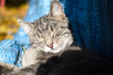 Peaceful tabby kitten outdoors portrait