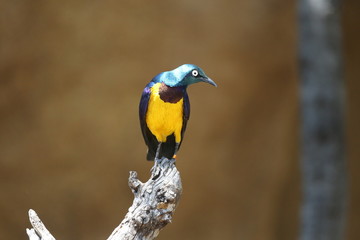 aves varias 