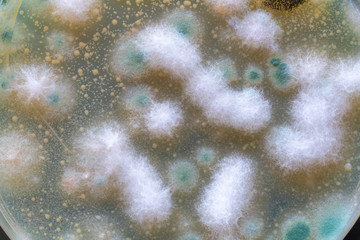 Colonies of fungi and bacteria on agar in a petri dish