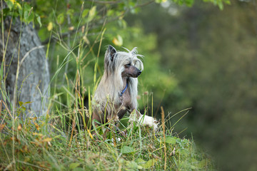 Portrait of gorgeous hairless Chinese Crested Dog sitting in the field in summer at sunset