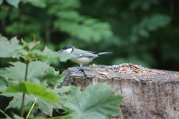aves varias 