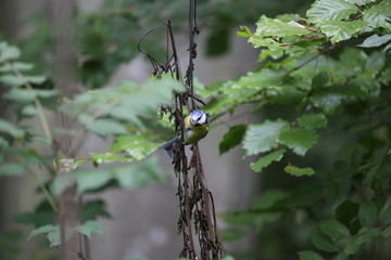 aves varias 