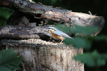 aves varias 