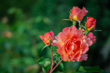 Obraz na płótnie Canvas Romantic light purple or pink roses in summer garden