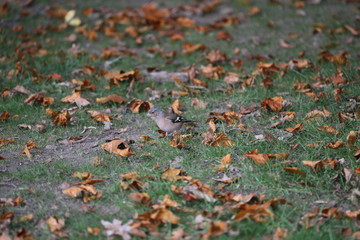 aves varias 