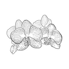 Fototapeta premium orchid branch. hand drawing sketch. isolated on white background. For print.