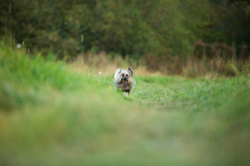 Beautiful and happy Chinese Crested Dog running in the grass