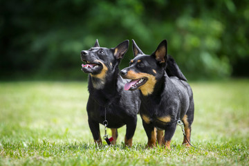 Adorable Lancashire Heeler couple posing in summer