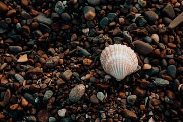 shells on the beach