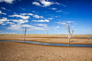 Dead trees at the dried-out swamp of Lake Argyle at the bottomland at the outback in Australia –...