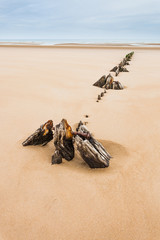 Obraz premium Omaha beach in normandy, france. Perfect clean sand with rotten breakwater wood. Beach wallpaper. Stormy sky