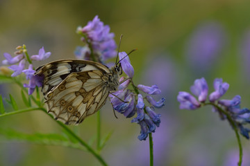 Schachbrettfalter © Karin Jähne