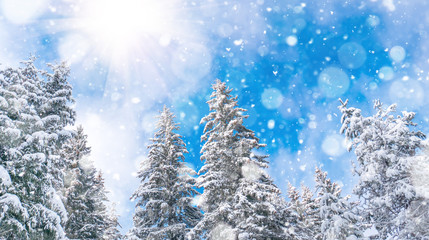 Winter landscape with snowy forest and sun. Rhodope Mountains, Bulgaria