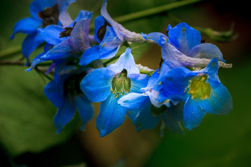 blue flowers on a dark background