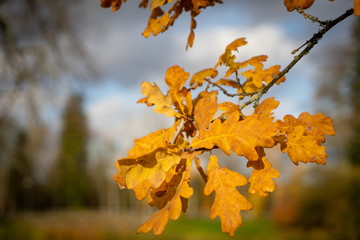 Autumn leaves on a tree