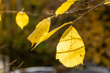 Obraz premium Autumn leaves on a tree