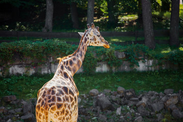 Giraffe at the zoo in summer