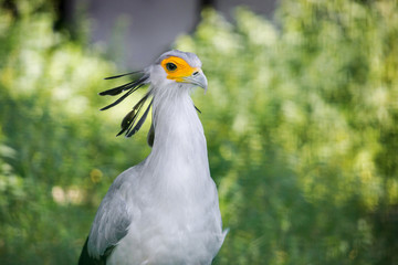 Secretarybird portrait in summer outdoors