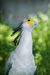 Secretarybird portrait in summer outdoors