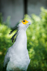 Secretarybird portrait in summer outdoors