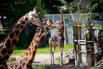 Giraffes at the zoo in summer
