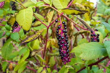 baies et fruits pour les oiseaux 2