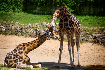 Giraffes at the zoo in summer