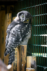 Portrait of an owl in a zoo