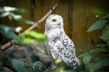 Portrait of an owl in a zoo