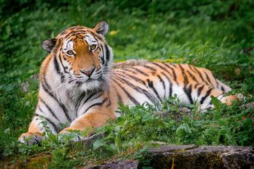 Fototapeta na wymiar Beautiful tiger at the zoo