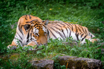 Beautiful tiger at the zoo