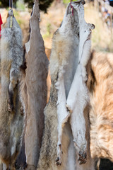 wolf skin in North Macedonian street market