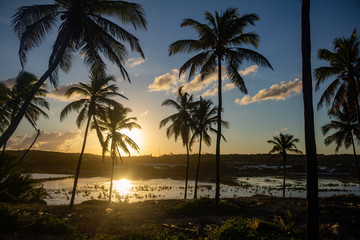 Obraz na płótnie Canvas Sunset between beach palms. Fall of the sun between the trees.
