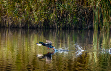 Duck mallard fly autumn nature action life wild