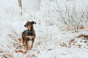  A small brown dog in a snowy grove. The dog walks in the snow. First snow.