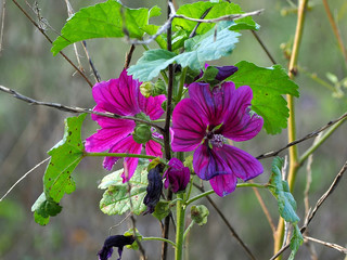 Malven in der letzten Bl&uuml;te im Herbst auf einem Ackerrandstreifen