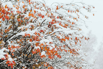  A tree with autumn orange leaves covered in snow. First snow.