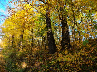 Autumnal Park. Autumn Trees and Leaves in sun light. Autumn scene