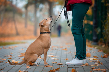 Adorable Pit Bull Terrier works with the owner